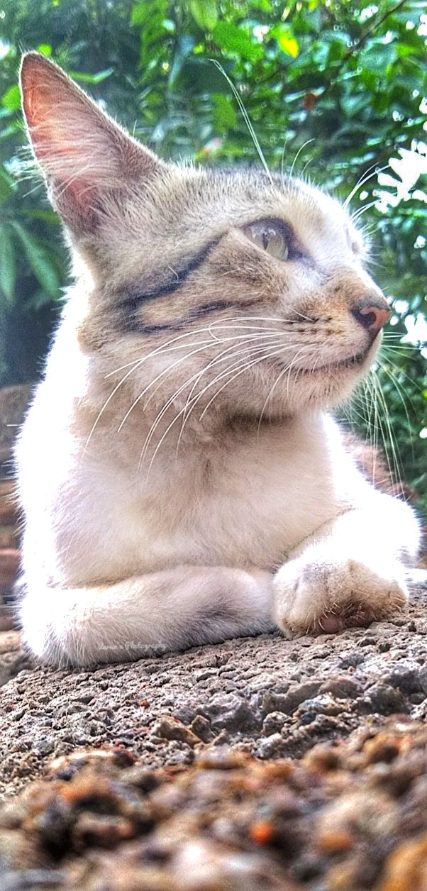 A Listening Cat, Varun George A