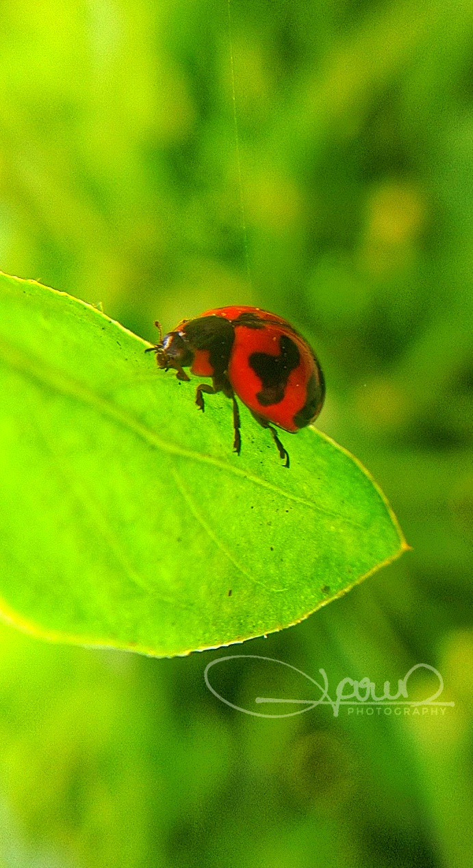 An Auto on Leaf, Varun George A