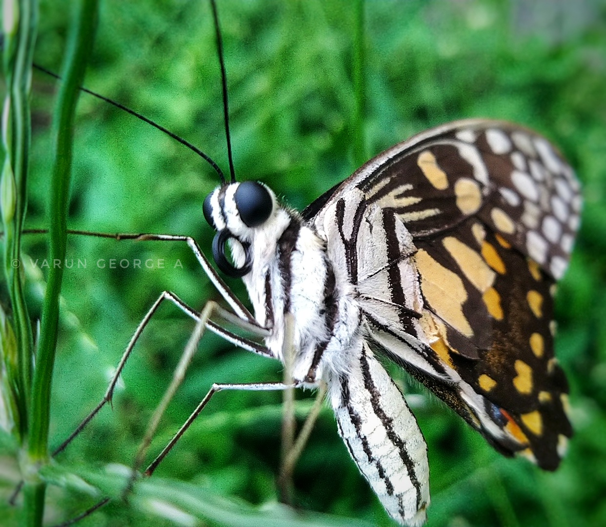 Butterfly with trunk, Varun George A