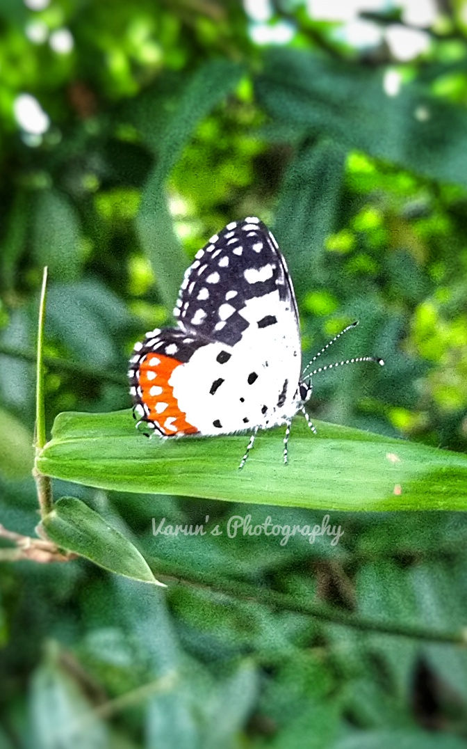 Butterfly with Zebra Line Antennas, Varun George A