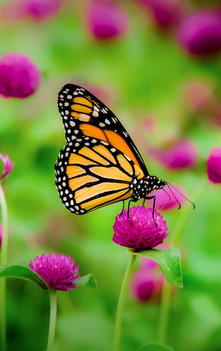 Butterfly on Flower 