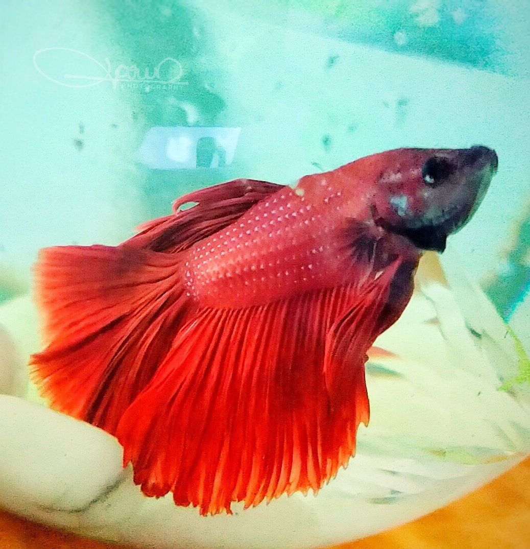 Red Angel, Varun George A