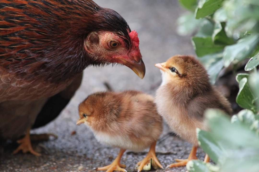 Hen and Chicks