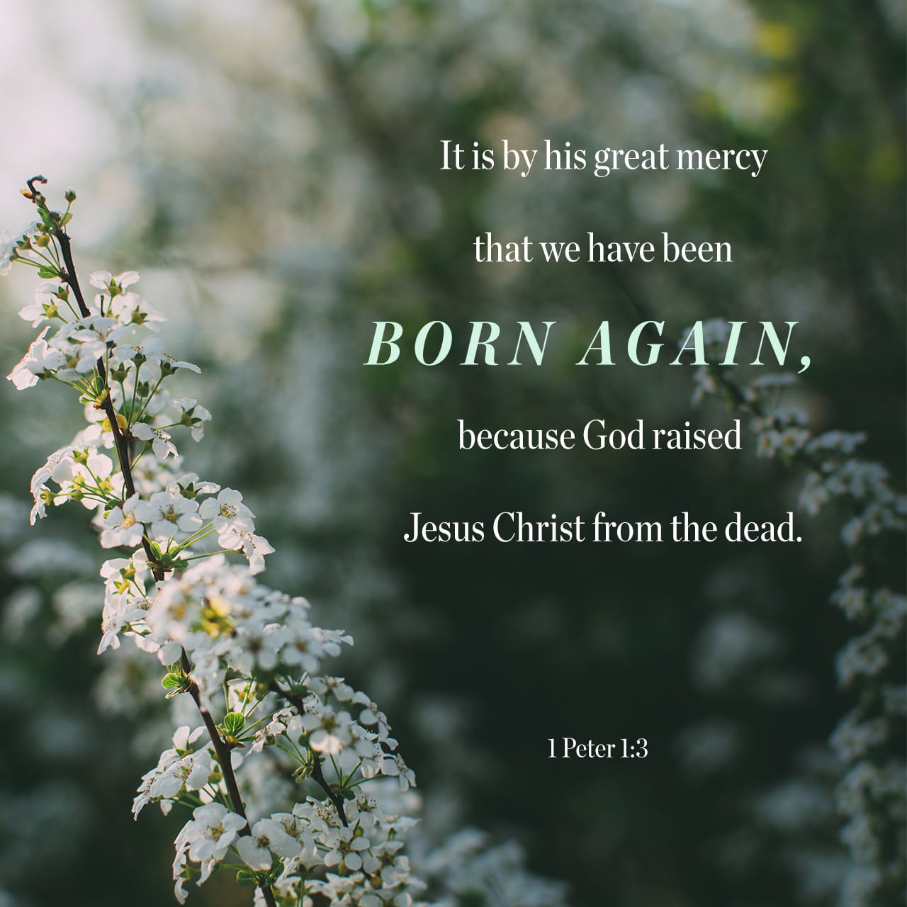 Born Again – Nelson MCBS