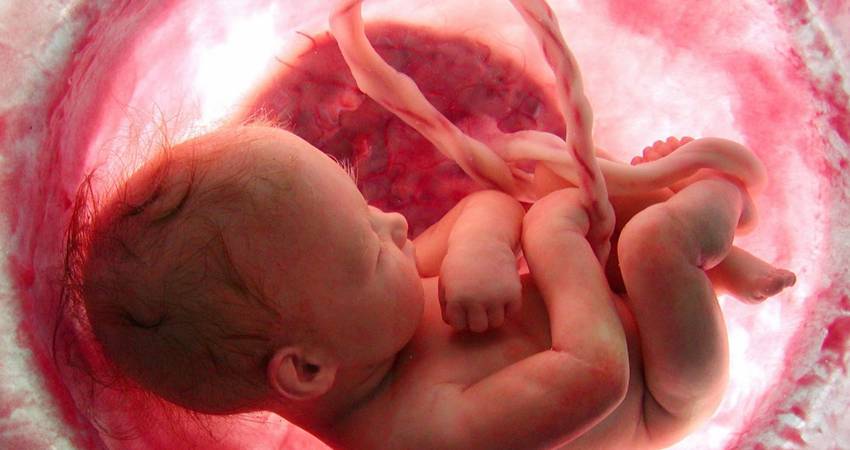 Child in the Woumb of Mother