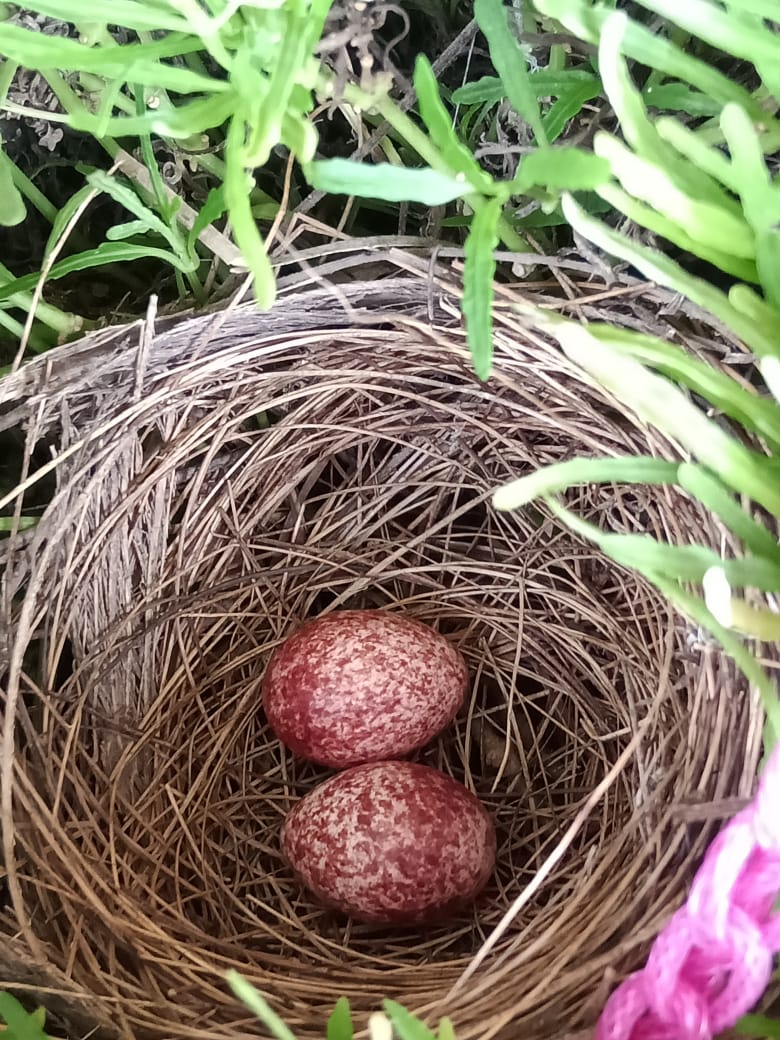 Nest in the Garden, Photo Credit Anumol 1