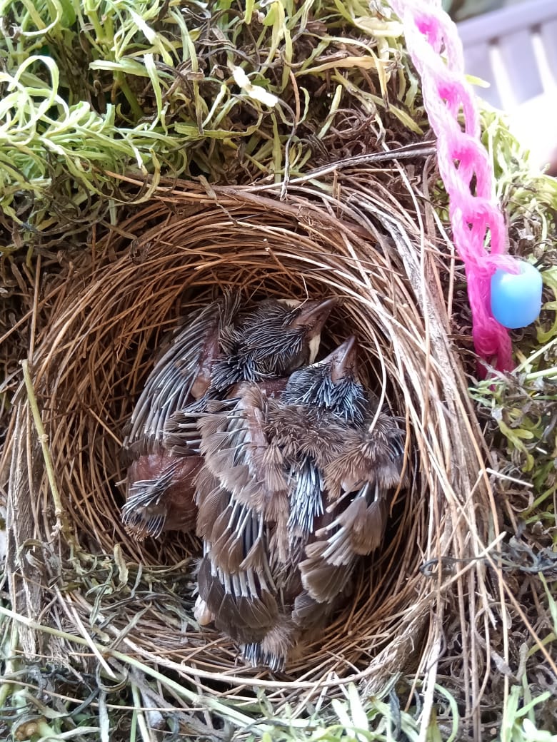 Nest in the Garden, Photo Credit Anumol 2