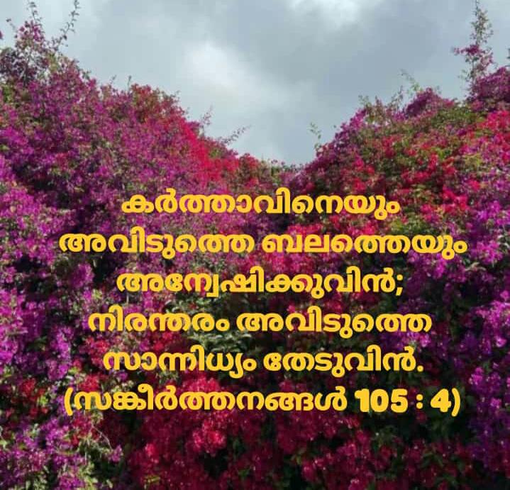 Search for Him Alone, Bible Status Image