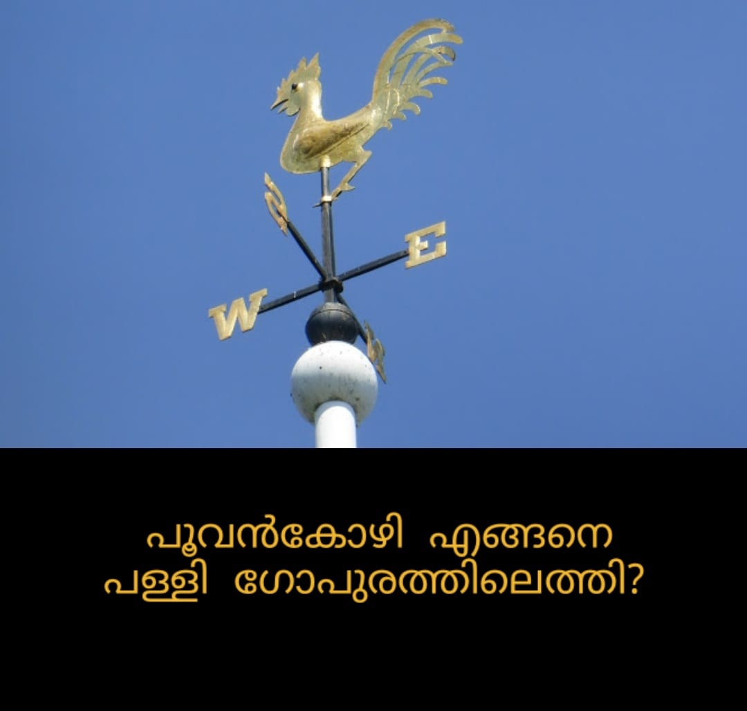പൂവൻകോഴി എങ്ങനെ പള്ളി ഗോപുരത്തിലെത്തി?