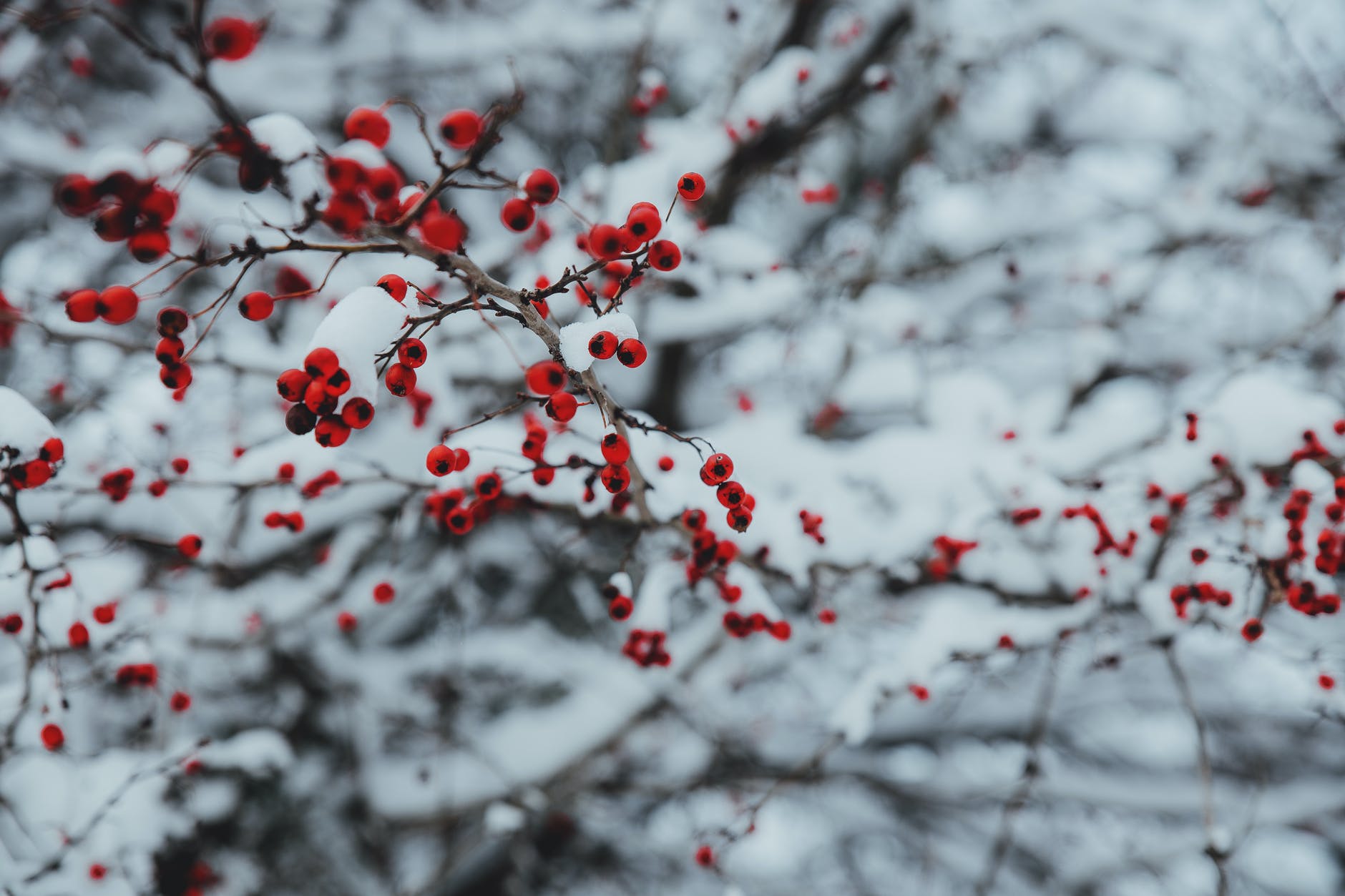Of the Father’s Love Begotten (Advent: Day 4)