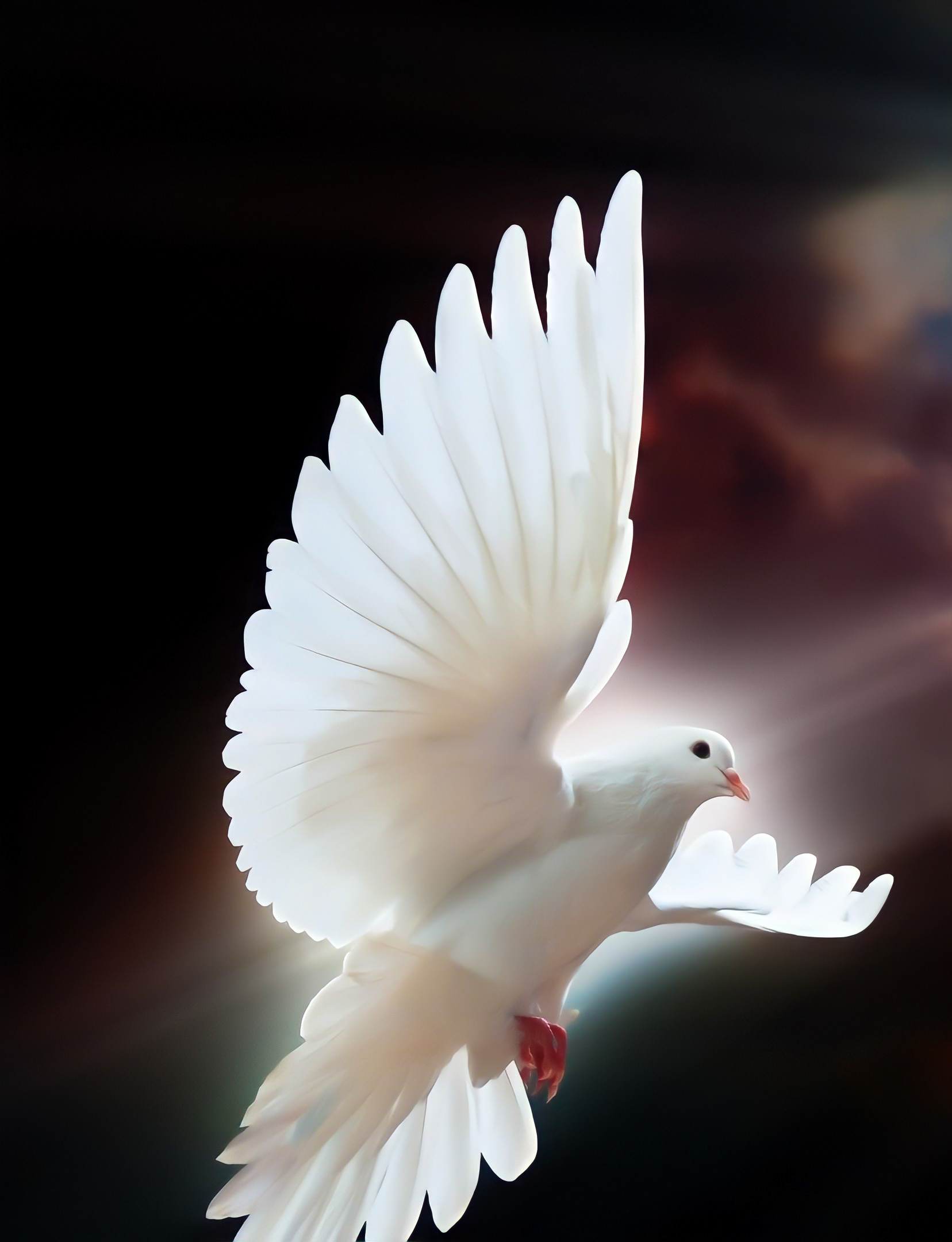 Holy Spirit / Dove / Pigeon