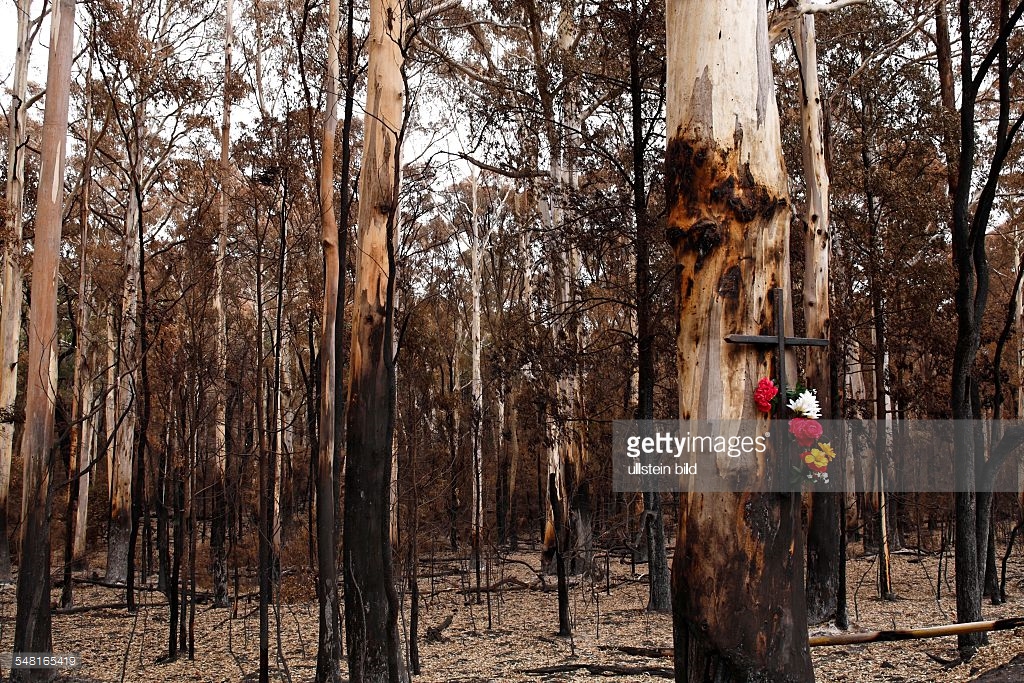burnt forest