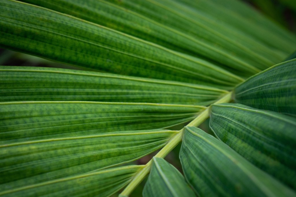 Syromalabar Qurbana for Palms Sunday Texted as Power Point Presentation | ഓശാന ഞായർ&nbsp;കുർബാനക്രമം