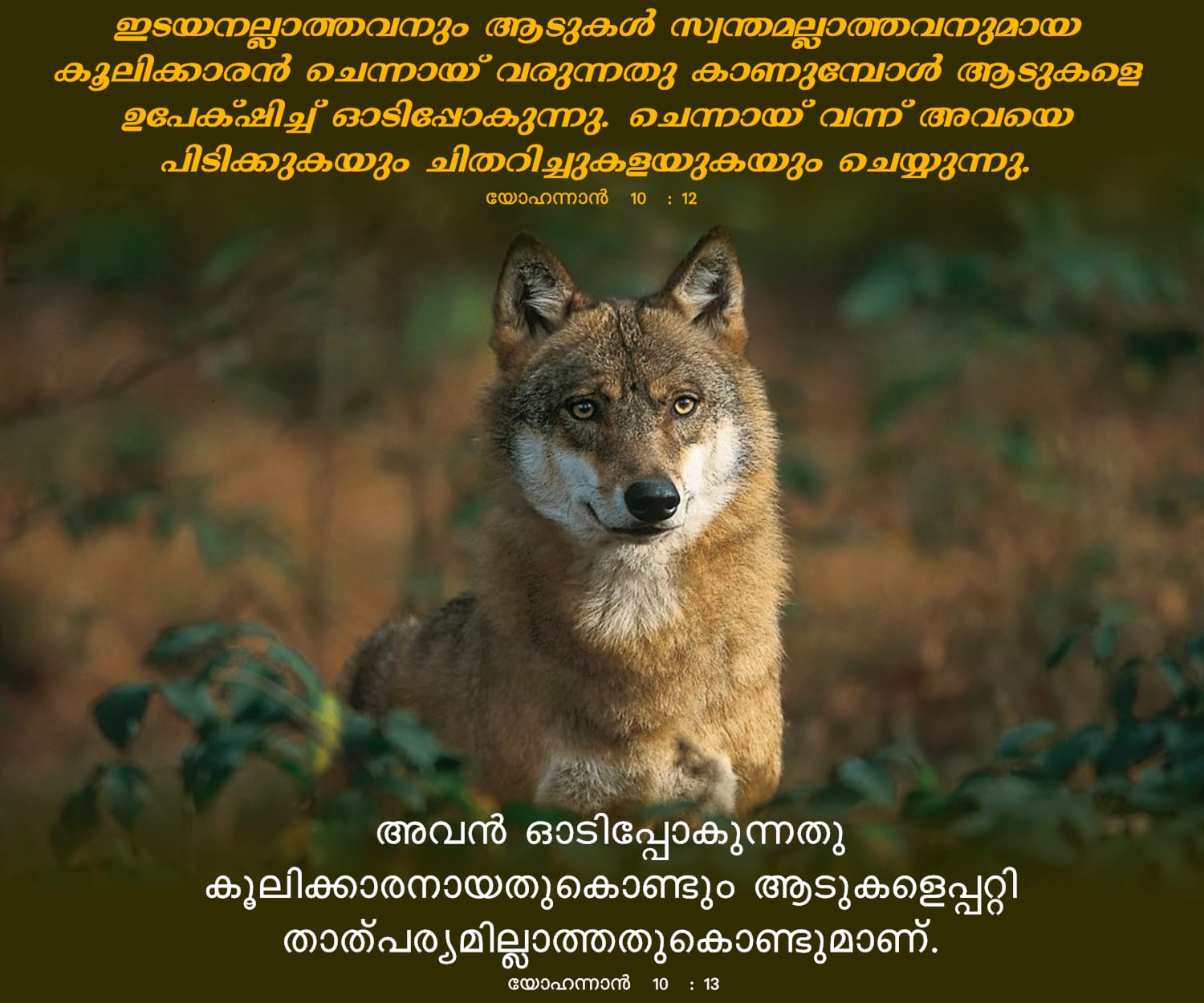 John 10, 12-13 യോഹന്നാൻ 10, 12-13
