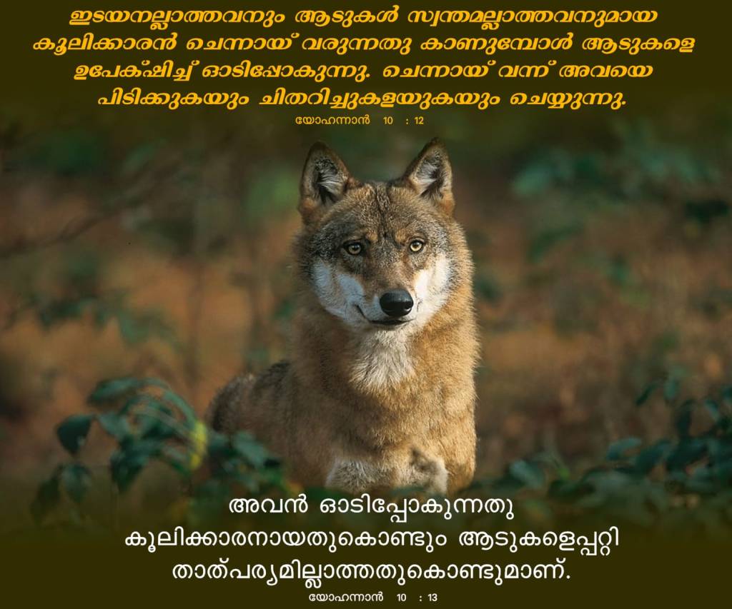 John 10, 12-13 യോഹന്നാൻ 10,&nbsp;12-13