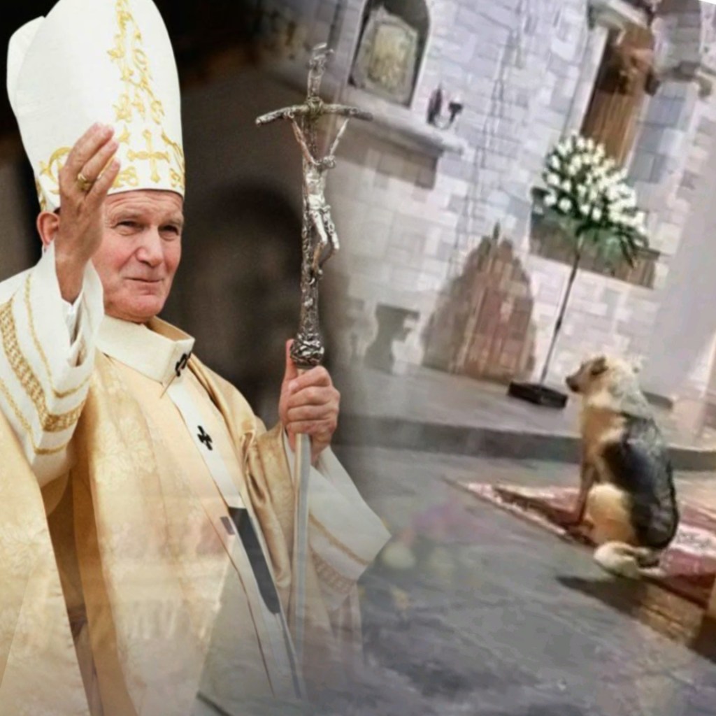 സക്രാരിക്കു മുന്നിൽ ജീവൻ കണ്ടെത്തിയ&nbsp;നായ