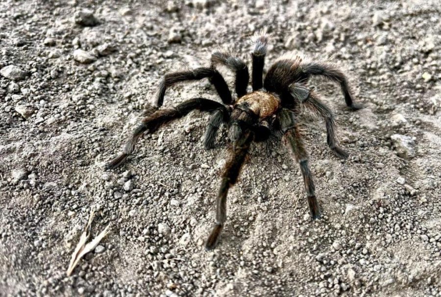 The Valley of Spiders
